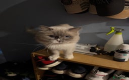 Ragdoll cats for sale: Ragdoll kittens 10 weeks old ready to go - Image 10