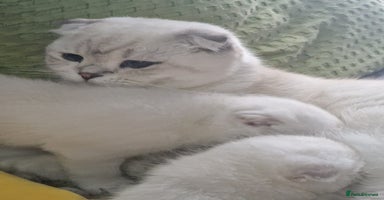 Scottish Fold cats - Advert 13