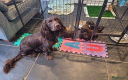 Cocker Spaniel dogs for sale: Litter of 7 - Image 20