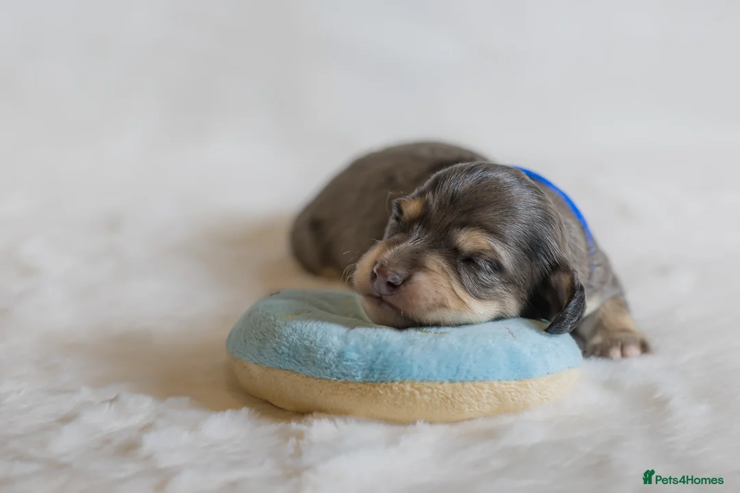 Miniature Dachshund dogs for sale: Exceptional PRA clear Champion miniature L/H dachs - Advert 2