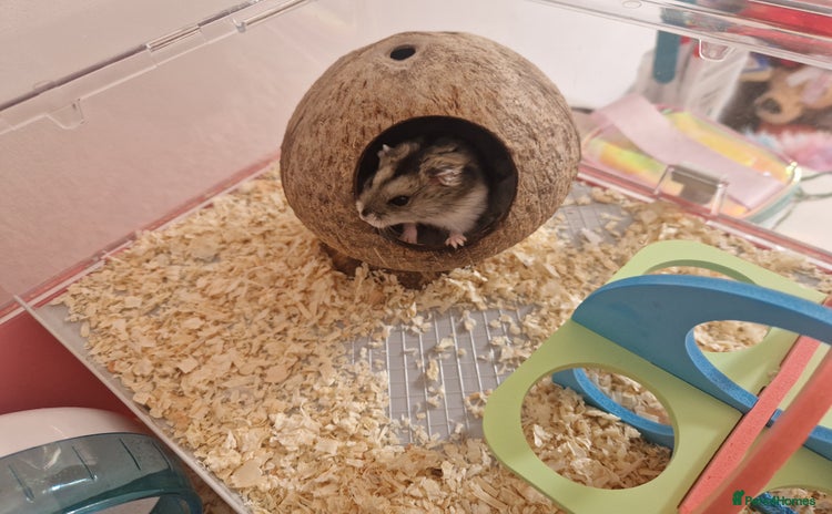 Hamster rodents - Advert 1
