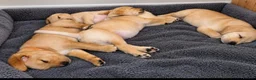 Labradoodle dogs for sale: Lab/Labradoodle Puppies in Withernsea - Advert 5