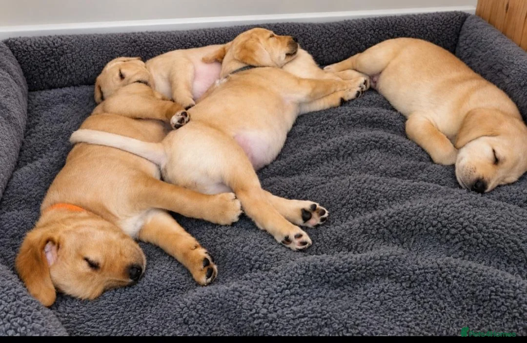 Labradoodle dogs for sale: Lab/Labradoodle Puppies in Withernsea - Advert 5