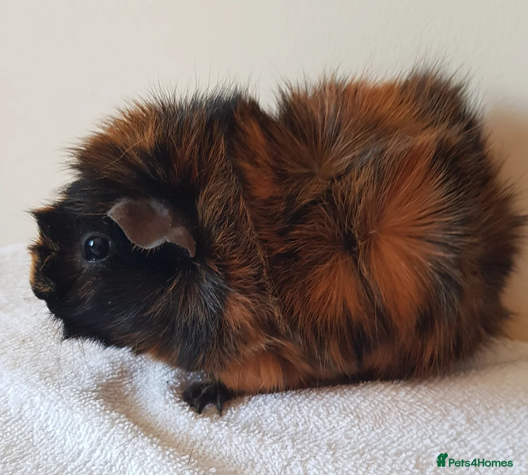 Guinea Pig rodents for sale: Abbysinan Sow - Advert 1