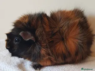 Guinea Pig rodents Abbysinan Sow - Advert 1