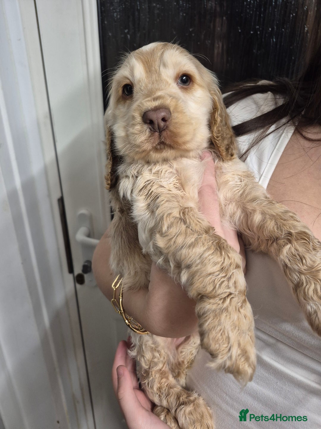 Cocker Spaniel dogs for sale: Show Cocker spaniel puppies orange roan - Advert 7