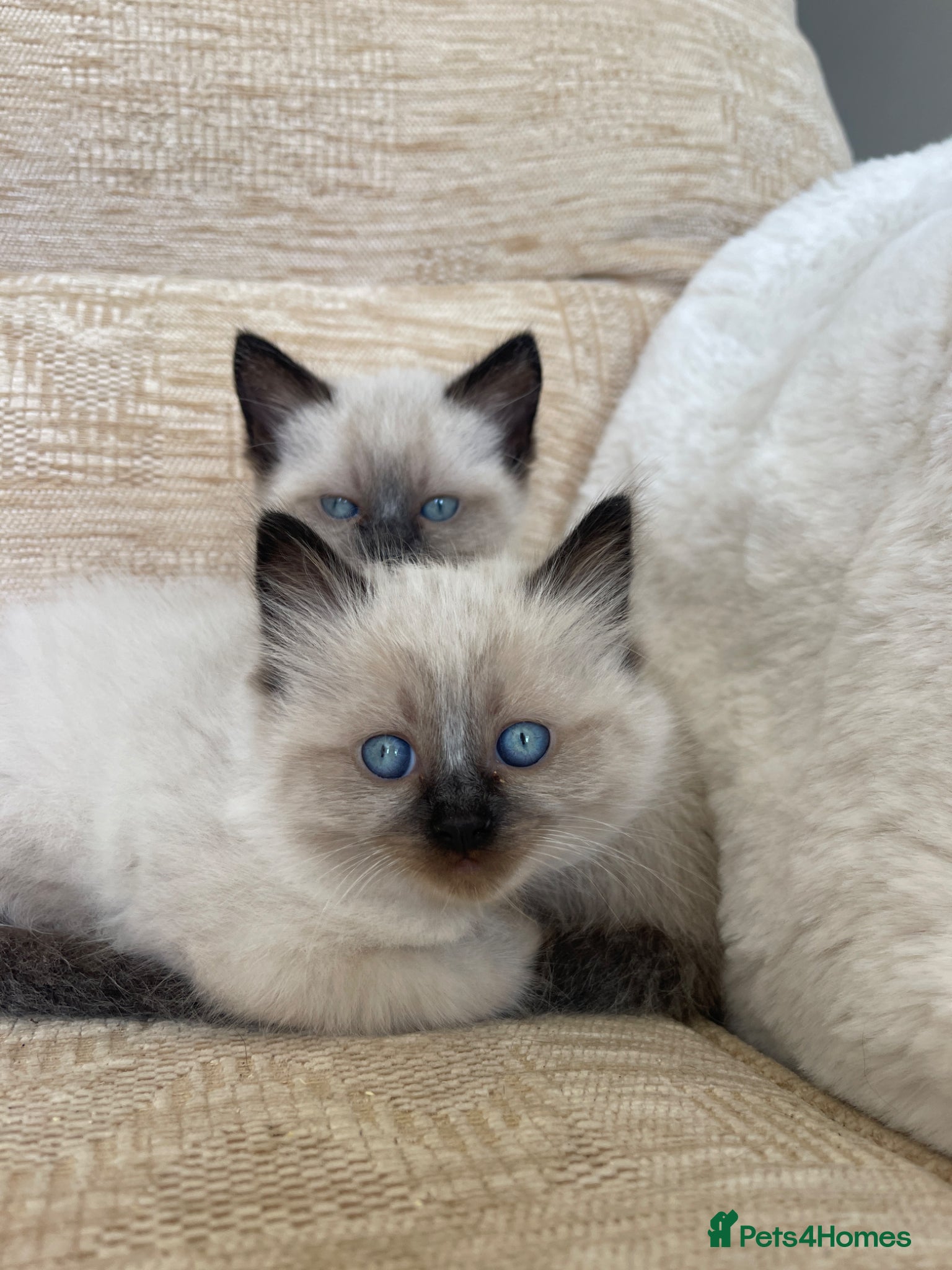 Ragdoll cats for sale: Beautiful Blue-Eyed Ragdoll-Type - Advert 2