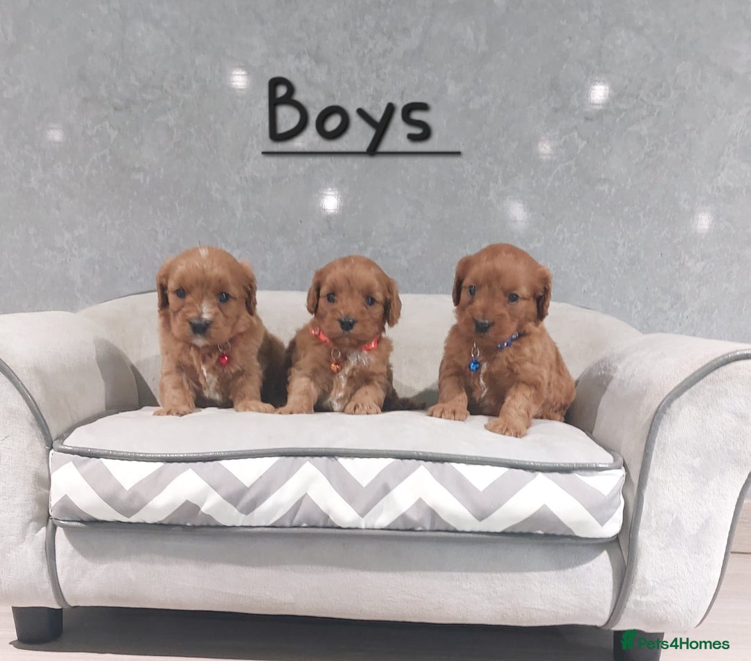 Cavapoo dogs for sale: Beautiful F1 Cavapoo puppies 🥰 - Advert 3