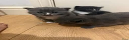 Mixed Breed cats for sale: Beautiful little girl kitten, black and white - Advert 2