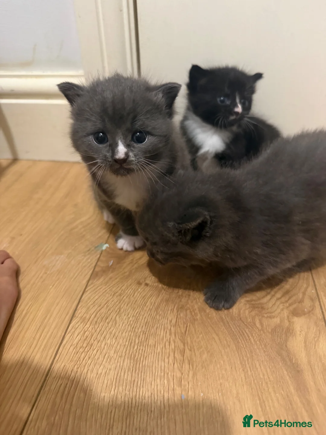 Mixed Breed cats for sale: Beautiful little girl kitten, black and white - Advert 2
