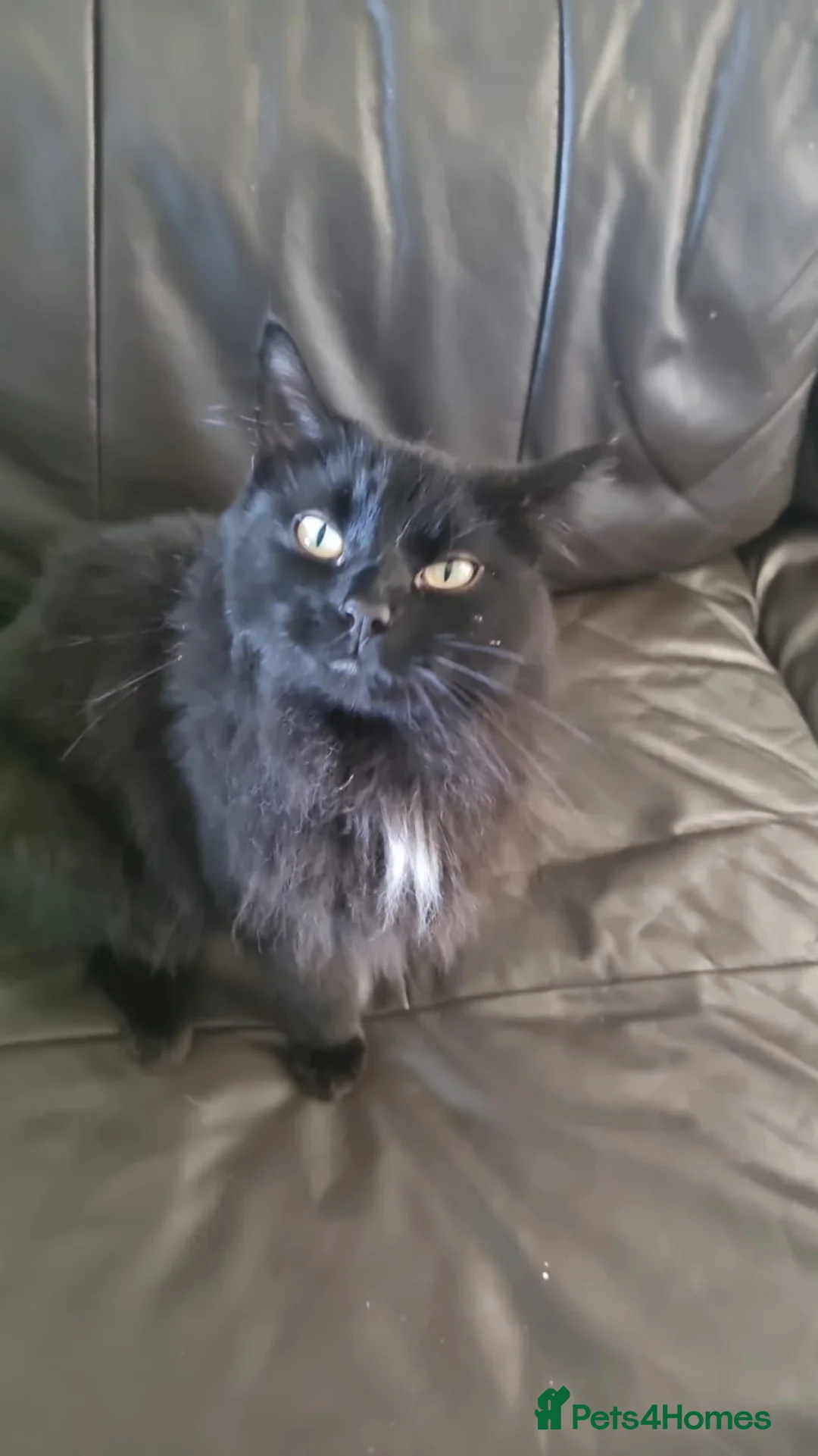 Mixed Breed cats for sale: Black cat in Bournemouth - Advert 2