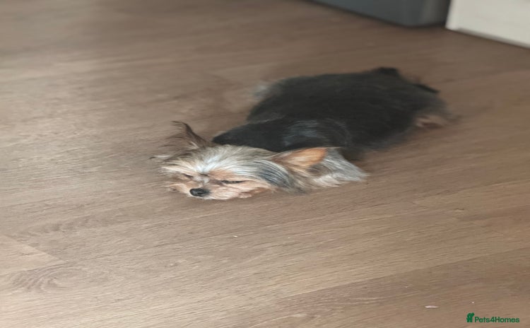 Yorkshire Terrier dogs - Advert 4