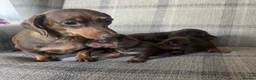 Miniature Dachshund dogs for sale: KC reg  breed standard Miniature Dachshund puppies - Advert 4