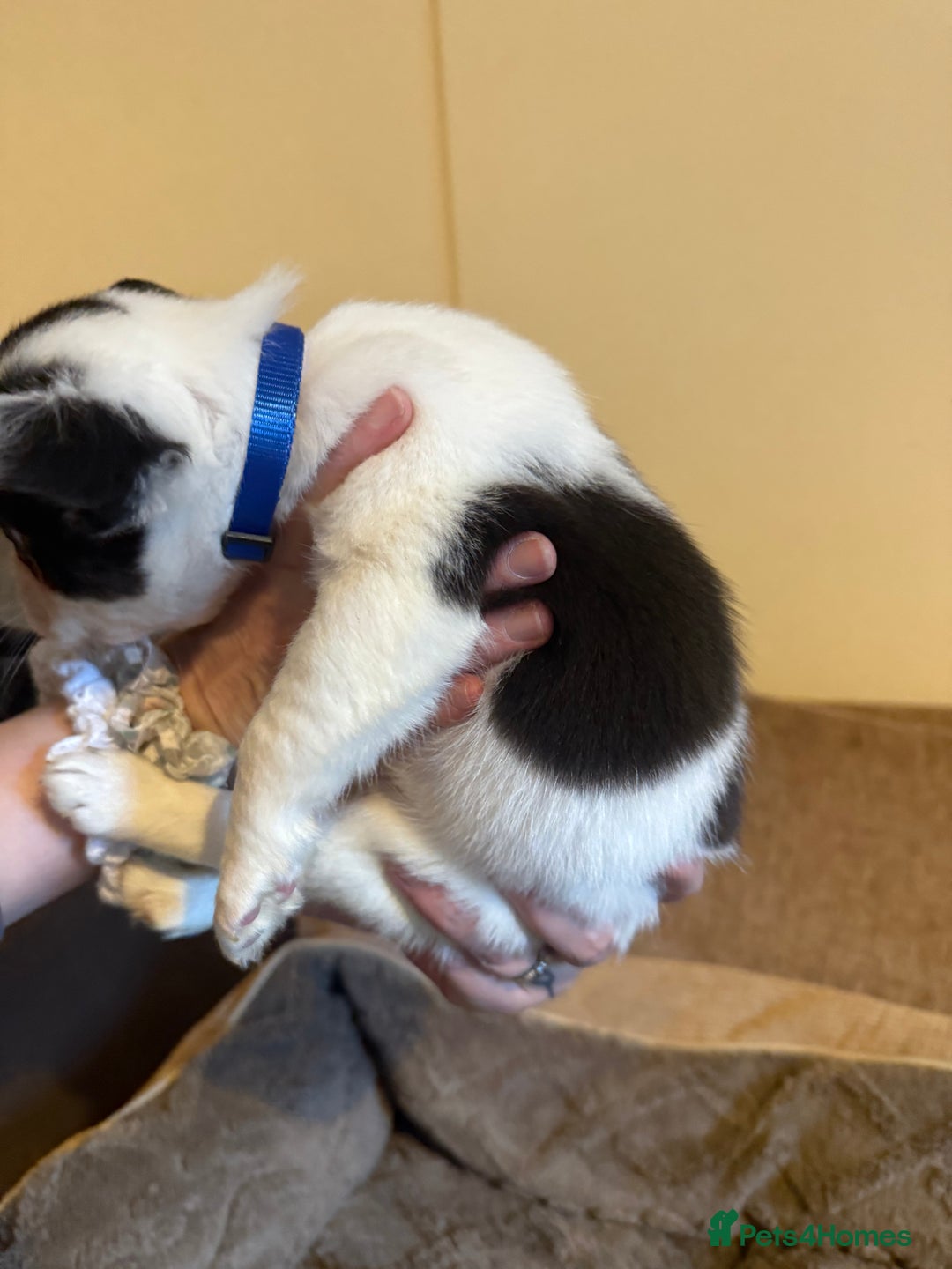 French Bulldog dogs for sale: Kc reg Fluffy Frenchies Ready Now  - Image 21