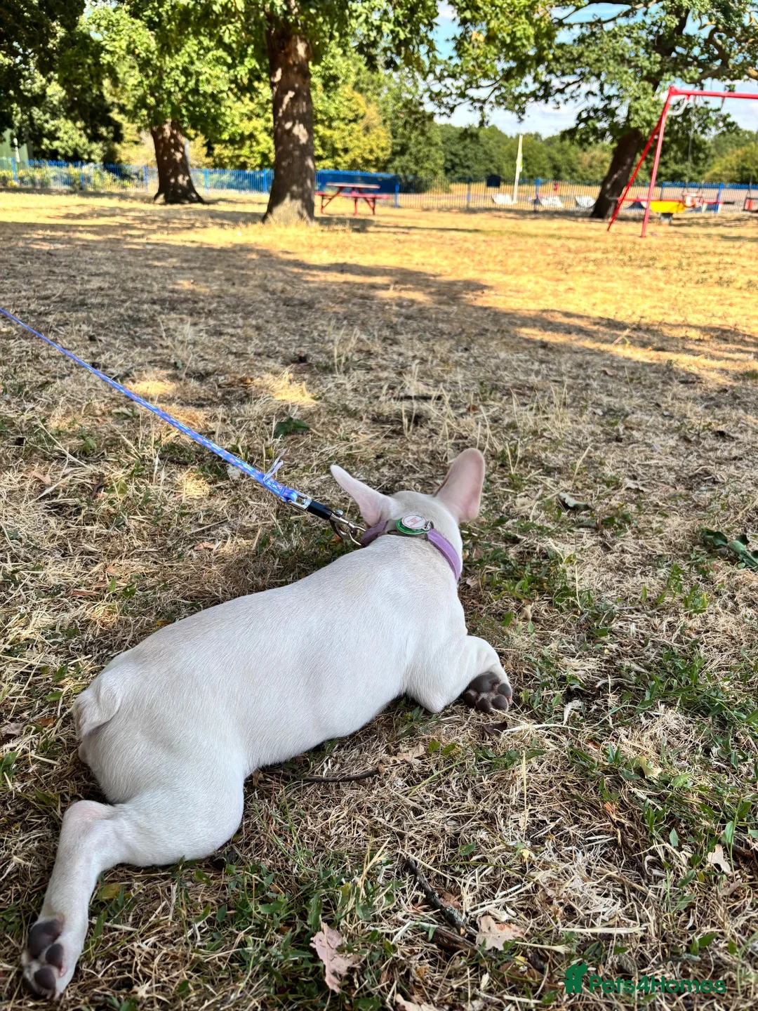French Bulldog dogs for sale: Peach  - Advert 2