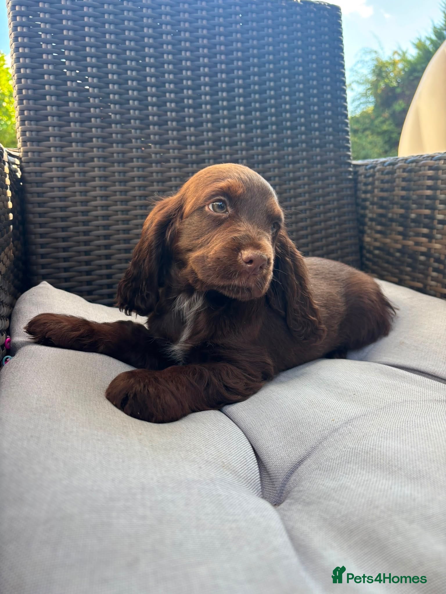 Cocker Spaniel dogs Stunning Show Type Cocker spaniels Ready Now!!  - Advert 15