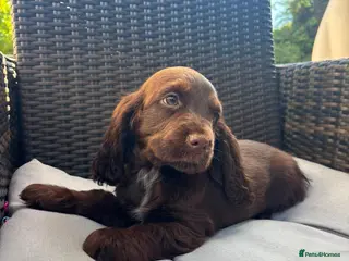 Cocker Spaniel dogs Stunning Show Type Cocker spaniels Ready Now!! - Advert 15