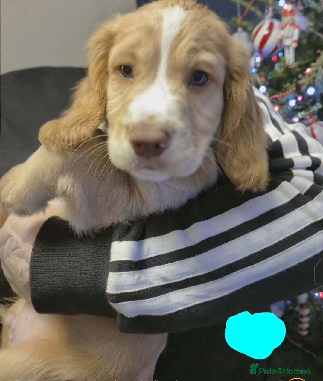 Cocker Spaniel dogs for sale: Stunning Cocker Spaniel puppies for sale - Advert 4