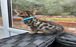 Bengal cats for sale: ❤️ PURE BENGAL KITTENS FOR RESERVATION! ❤️ in Birmingham - Image 8