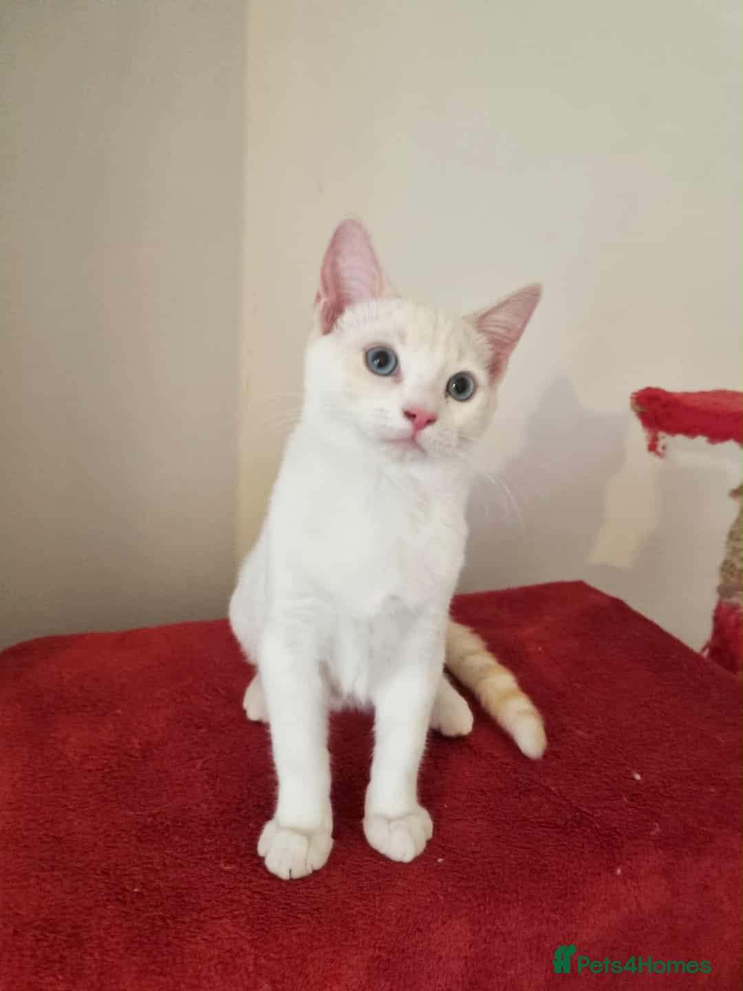 Siamese cats for sale: Flame point siamese  - Advert 8