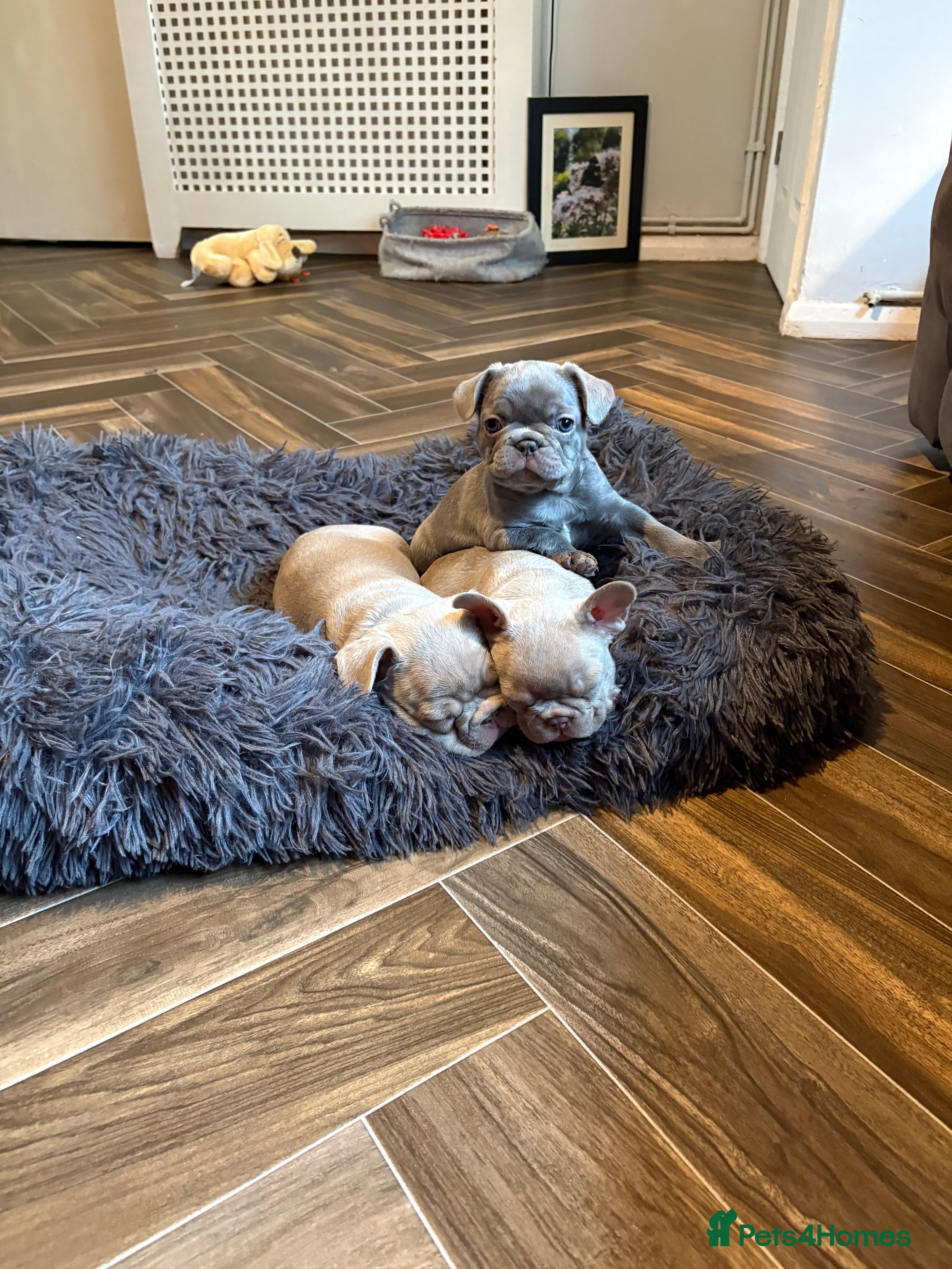 French Bulldog dogs Ready 18 March ❤️❤️❤️❤️  - Advert 2