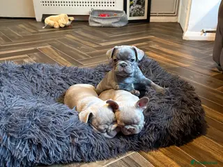 French Bulldog dogs Ready 18 March ❤️❤️❤️❤️ - Advert 2