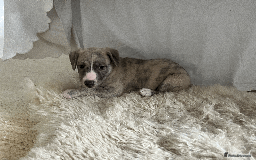 Whippet dogs for sale: Fawn Bedlington Whippet puppy - Image 10