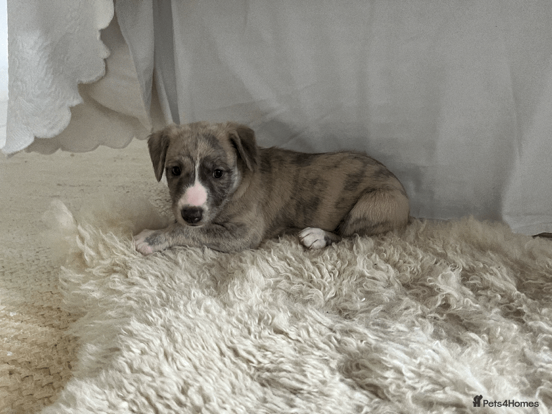 Whippet dogs for sale: Fawn Bedlington Whippet puppy - Image 10