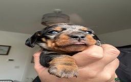 Miniature Dachshund dogs for sale: Miniature Dachshund puppies - Image 19