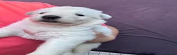 White Swiss Shepherd dogs for sale: 🏆KC WSS Champion Bloodline stunning puppies - Advert 26