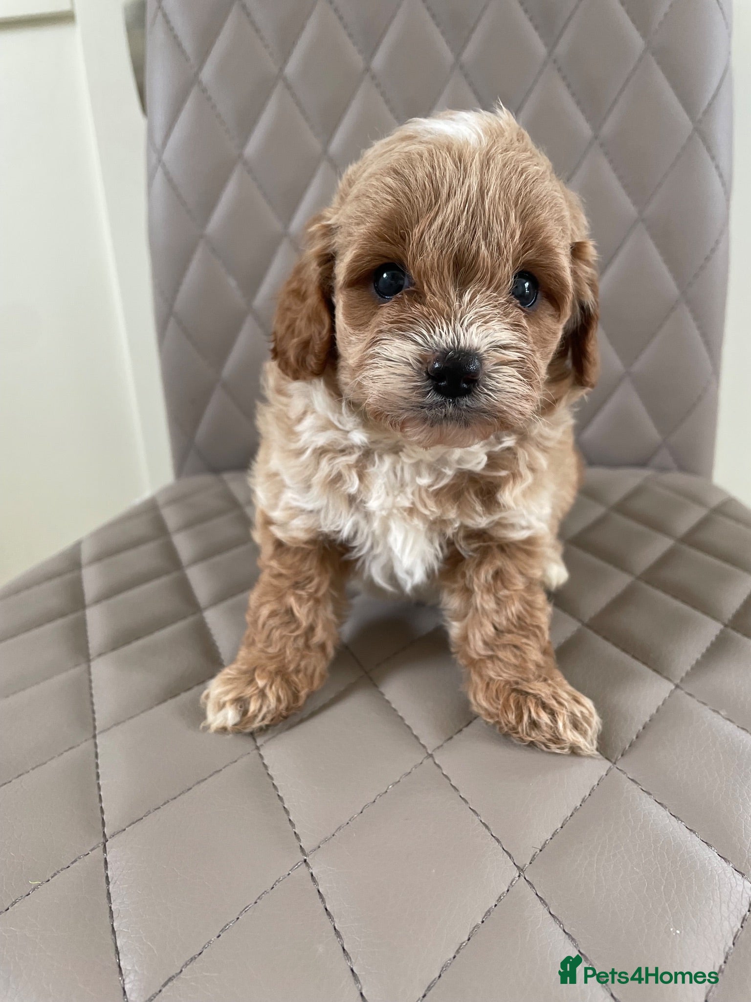 Cavapoo dogs F1 Cavapoo HEALTH TESTED  - Advert 6