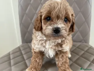 Cavapoo dogs F1 Cavapoo HEALTH TESTED - Advert 6