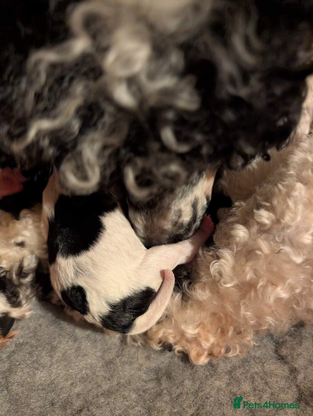 Miniature Poodle dogs for sale: Beautiful miniature parti - Advert 2