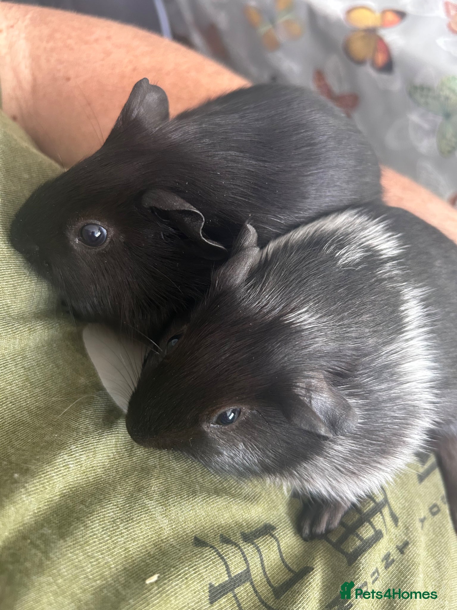 Guinea Pig rodents BONDED BABY GUINEA PIGS £50 A PAIR SOWS AND BOARS - Advert 1