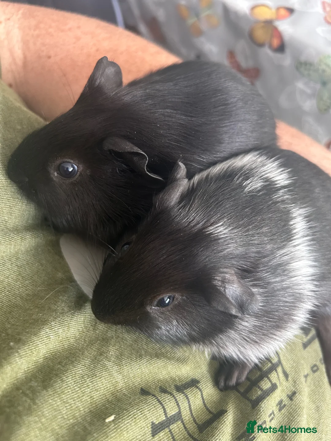 Guinea Pig rodents for sale: BONDED BABY GUINEA PIGS £50 A PAIR SOWS AND BOARS - Advert 1