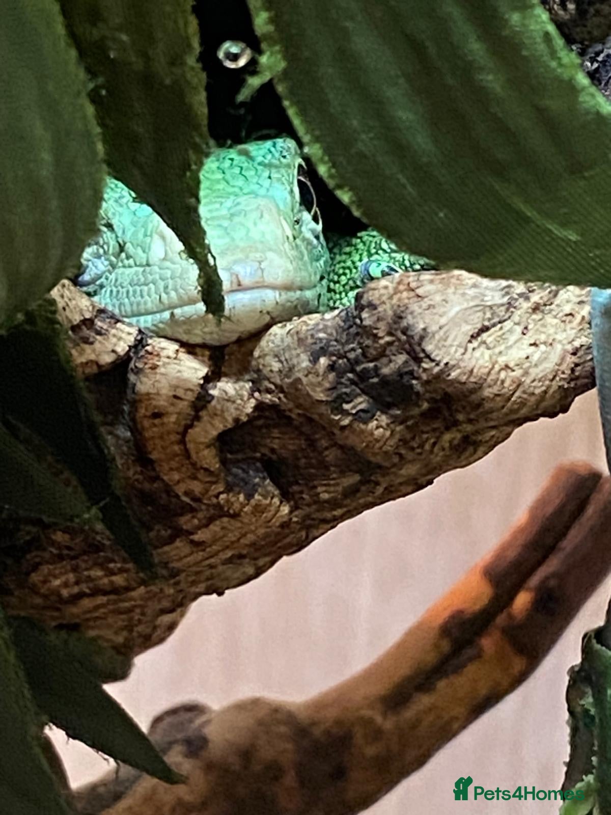 Monitor reptiles Green tree monitor  - Advert 3