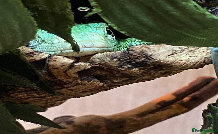 Monitor reptiles - Advert 1