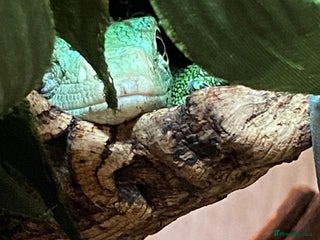 Monitor reptiles - Advert 3