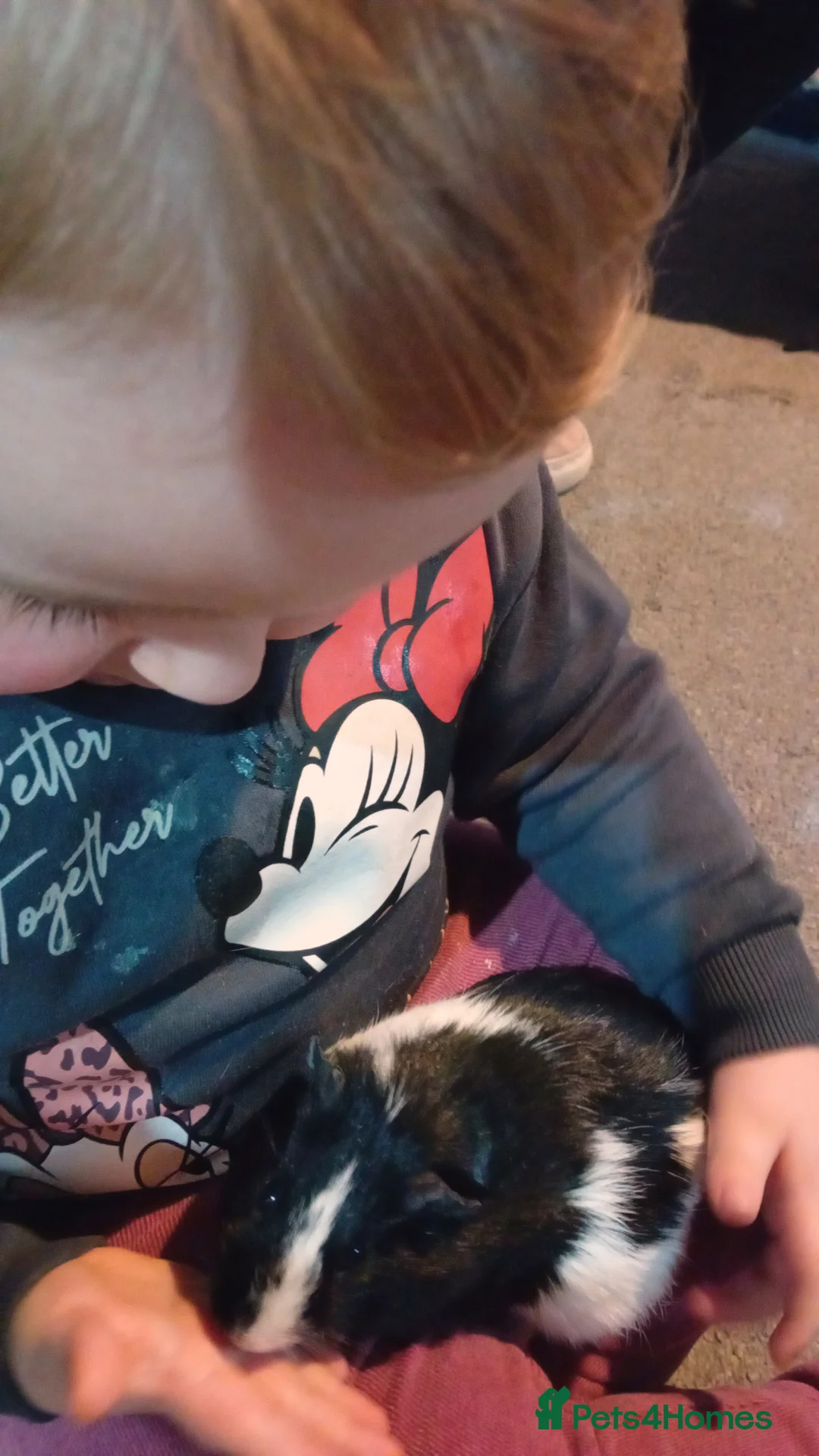 Guinea Pig rodents for sale: Baby Guinea pigs - Advert 2