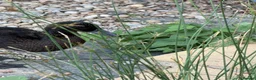 Ducks poultry for sale: Gorgeous male duck  - Advert 4
