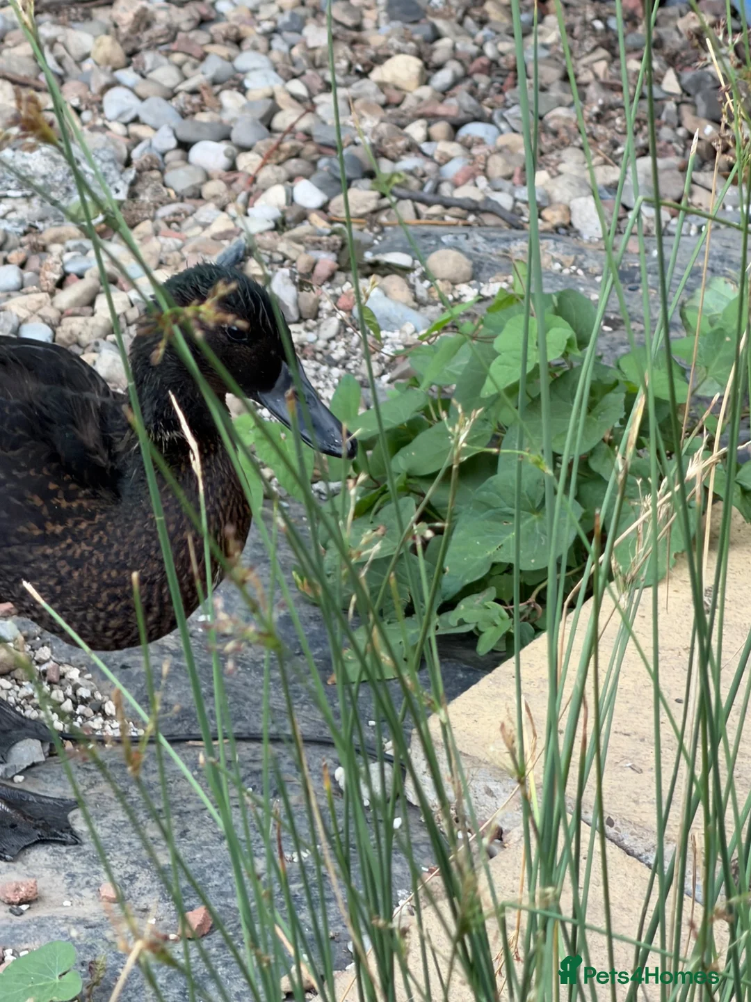 Ducks poultry for sale: Gorgeous male duck  - Advert 4