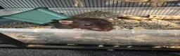Rat rodents for sale: 2 male rats for sale  in Leeds - Advert 6