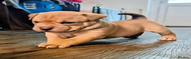 Maximus 