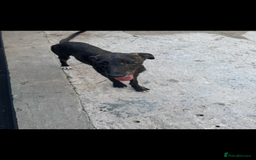 Lurcher dogs for sale: Saluki greyhound x collie greyhound  - Image 4