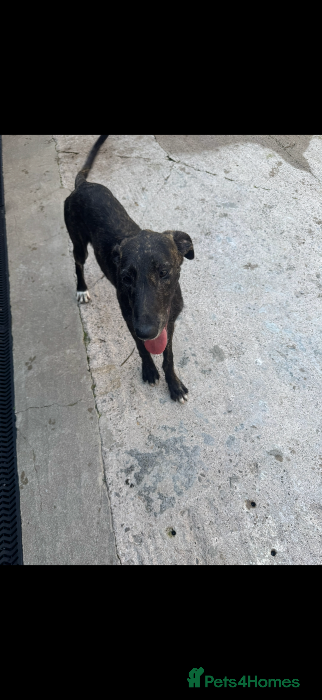 Lurcher dogs for sale: Saluki greyhound x collie greyhound  - Image 4