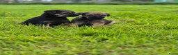 Border Terrier dogs for sale: Excellent border terrier dog pup - Advert 3