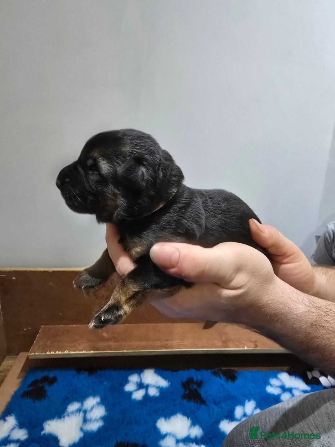 German Shepherd dogs for sale:  Exceptional German Shepherd Dog Puppies – KC Reg - Advert 15