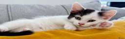 Mixed Breed cats for sale: Stunning 4 Tabby  Kittens Ready for Homes - Advert 3