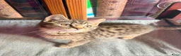 British Shorthair cats for sale: Stunning British Shorthair Kittens Ready Now! - Advert 28