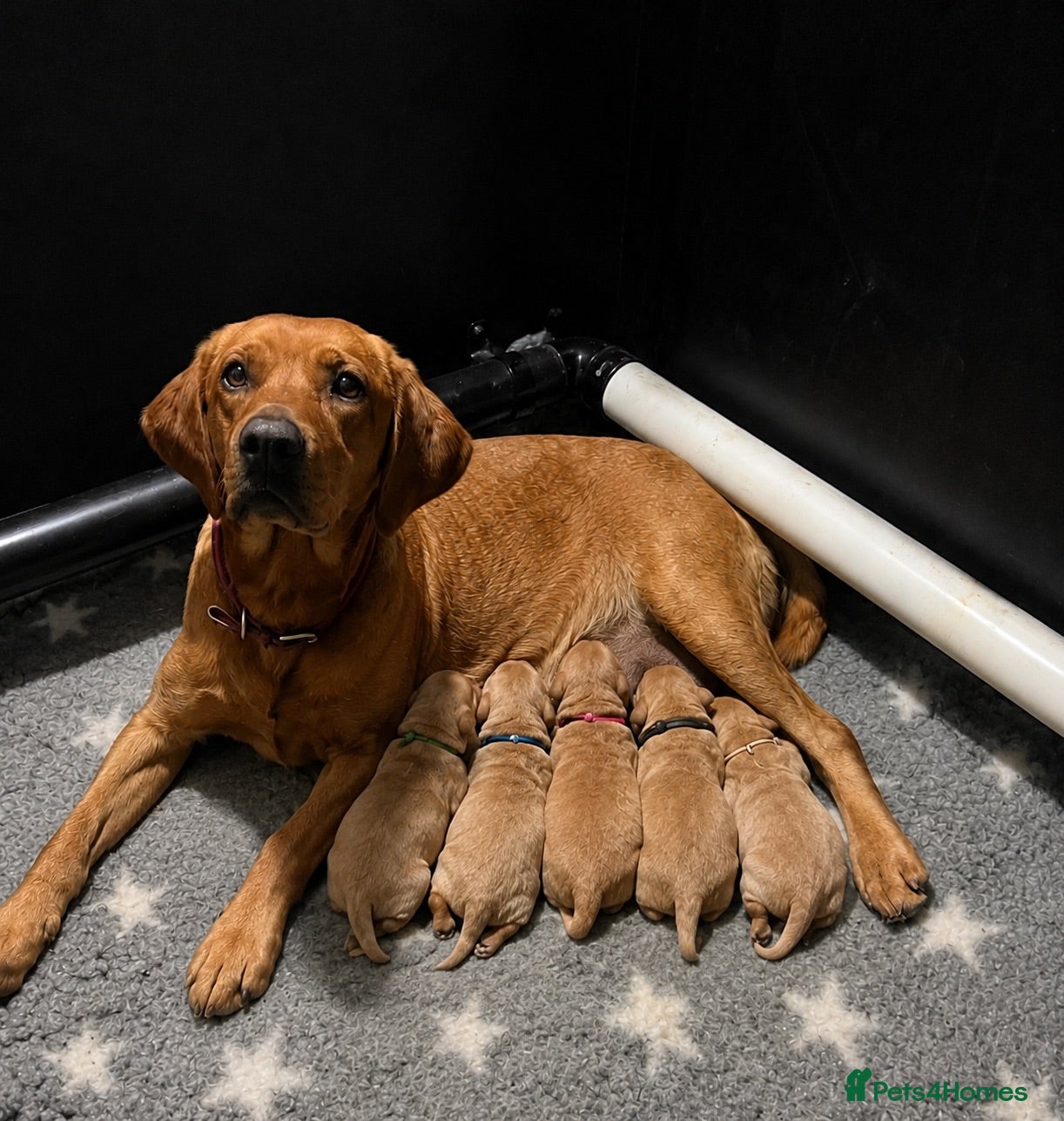 Labrador Retriever dogs Beautiful KC litter of Labrador’s  - Advert 11